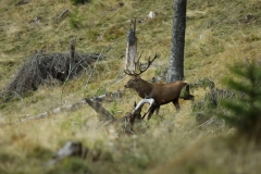 cerb-ajvps-018