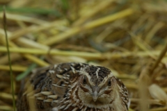 prepelita-ajvps-008