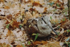 sitar-ajvps-001